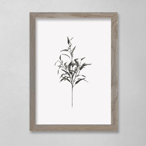 Botanical - Margie - 12 x 16