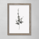 Botanical - Myrtle - 12 x 16