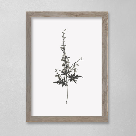 Botanical - Myrtle - 12 x 16