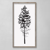 EVERGREEN TREE GREENHORN