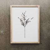 Botanical - Francis - 12 x 16