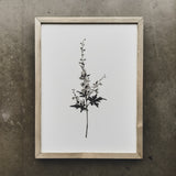 Botanical - Myrtle - 12 x 16
