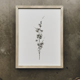 Botanical - Pam - 12 x 16