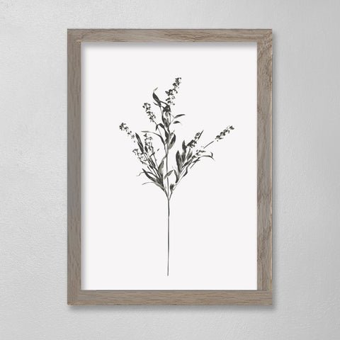Botanical - Francis - 12 x 16
