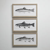 RAINBOW TROUT 8 X 16