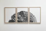 EVERGREEN STUMP TRIPTYCH — Trailside Series | Three 12x16 Framed Prints
