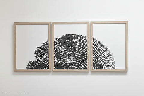 EVERGREEN STUMP TRIPTYCH — Trailside Series | Three 12x16 Framed Prints
