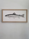 RAINBOW TROUT 8 X 16