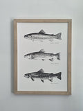 TROUT LINE UP 12 X 16