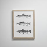 TROUT LINE UP — Framed Art | 12x16