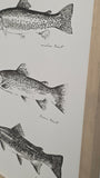 TROUT LINE UP 12 X 16