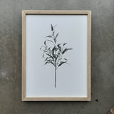 Botanical - Margie - 12 x 16